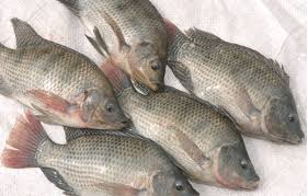 tilapia